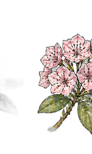 Mountain laurel